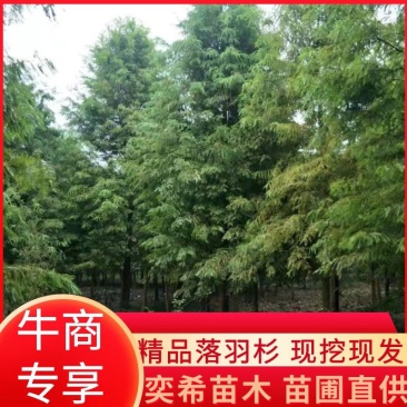 湖南益阳南县落羽杉苗圃基地直发精品落羽杉各种规格现挖现