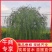 【热销】湖南垂柳苗圃基地1～20公分垂柳规格齐全原土发货
