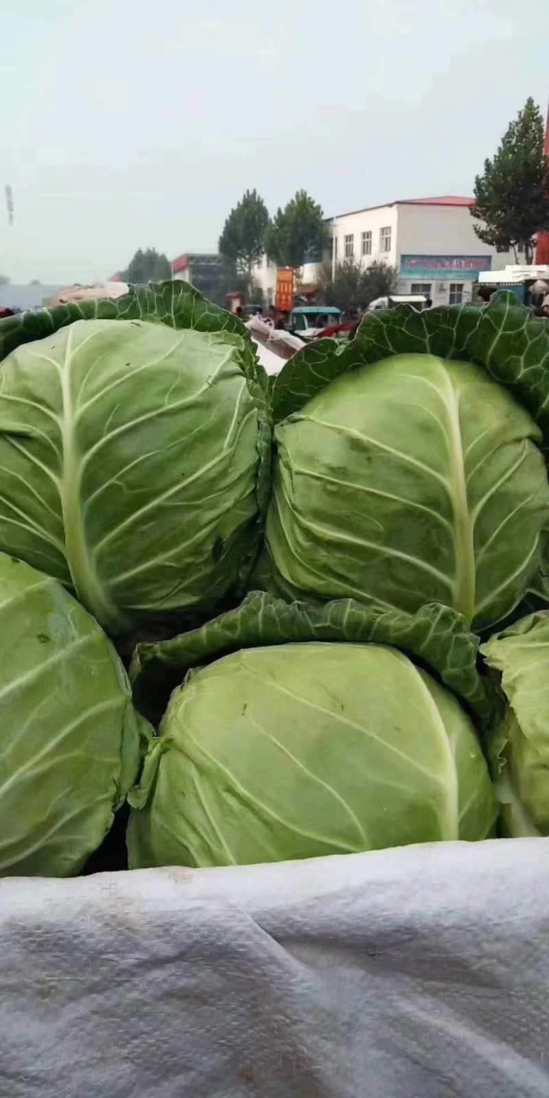 精品中甘甘蓝现大量上市，基地直供，量大可优惠，来电洽谈