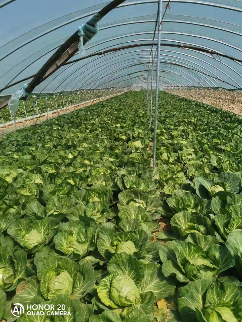 精品中甘甘蓝现大量上市，基地直供，量大可优惠，来电洽谈