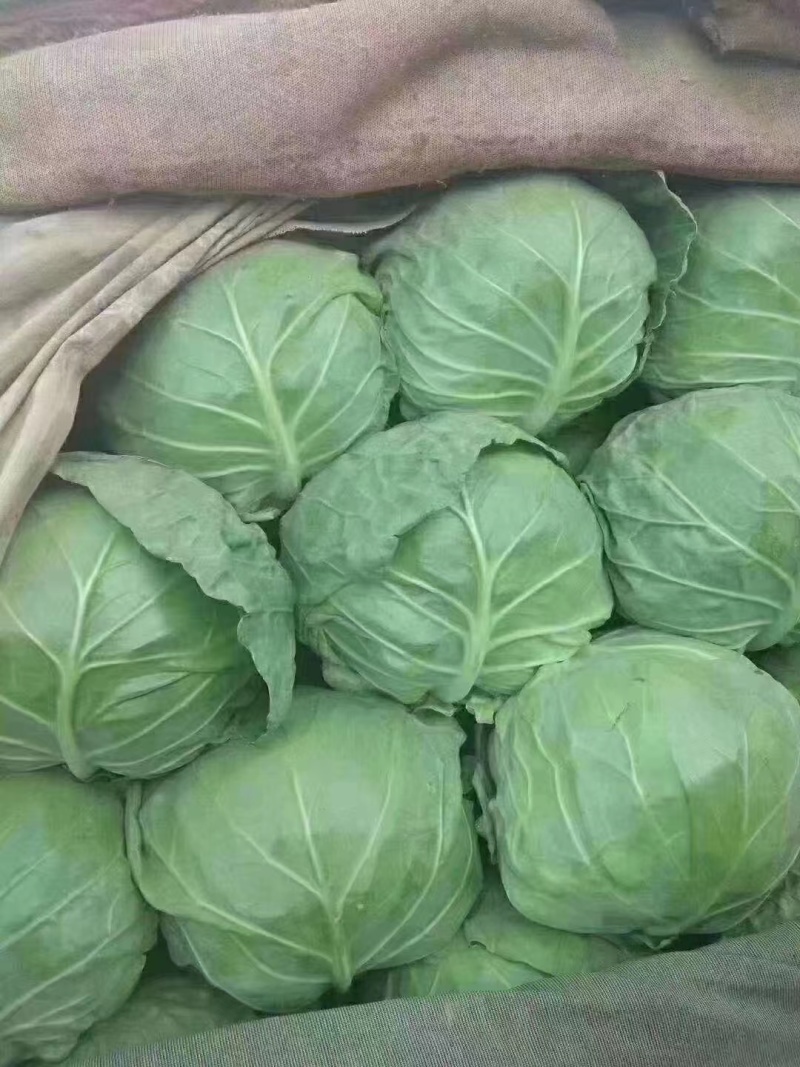 精品中甘甘蓝现大量上市，基地直供，量大可优惠，来电洽谈