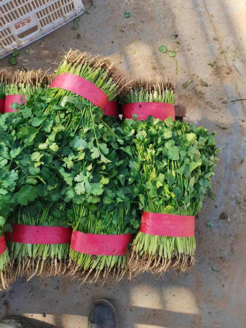 精品大叶香菜大量上市，价格便宜质量保证产地直供来电洽谈