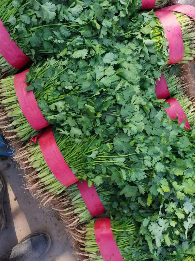 精品大叶香菜大量上市，价格便宜质量保证产地直供来电洽谈