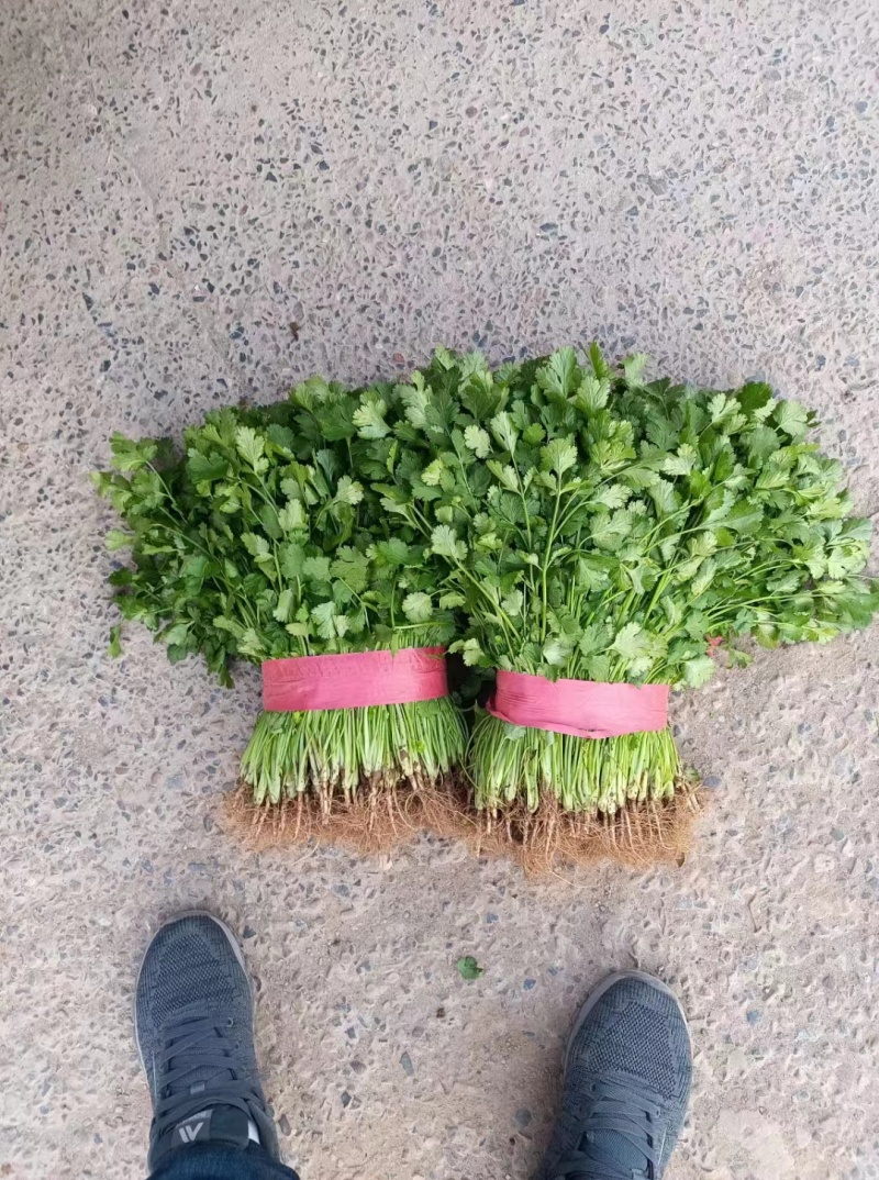 精品大叶香菜大量上市，价格便宜质量保证产地直供来电洽谈
