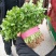 精品大叶香菜大量上市，价格便宜质量保证产地直供来电洽谈
