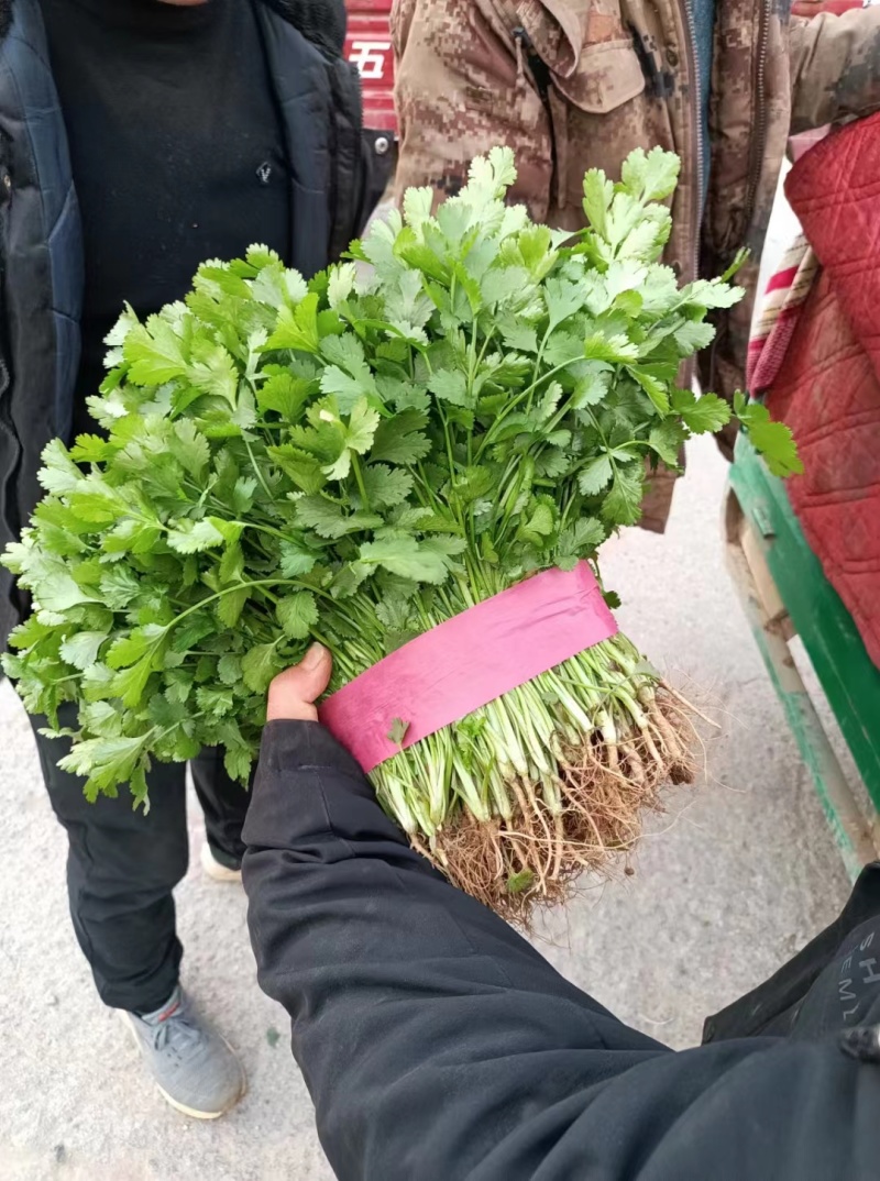 精品大叶香菜大量上市，价格便宜质量保证产地直供来电洽谈