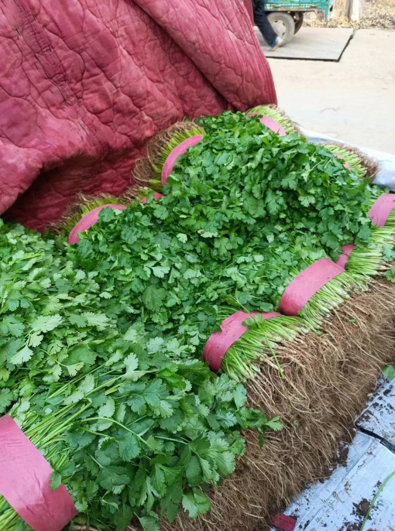 精品大叶香菜大量上市，价格便宜质量保证产地直供来电洽谈