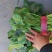 河北菠菜精品大叶菠菜价格实惠量大从优质量保证对接全国商超