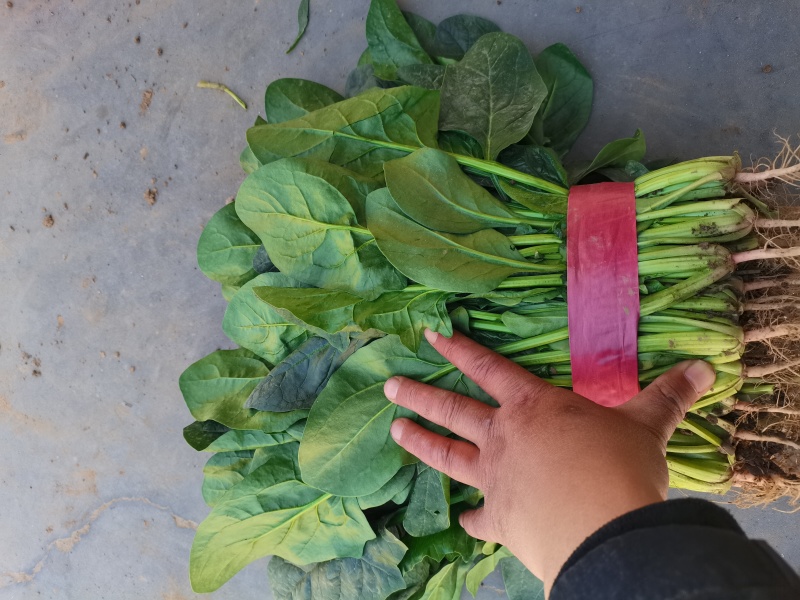 河北菠菜精品大叶菠菜价格实惠量大从优质量保证对接全国商超