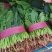 河北菠菜精品大叶菠菜价格实惠量大从优质量保证对接全国商超