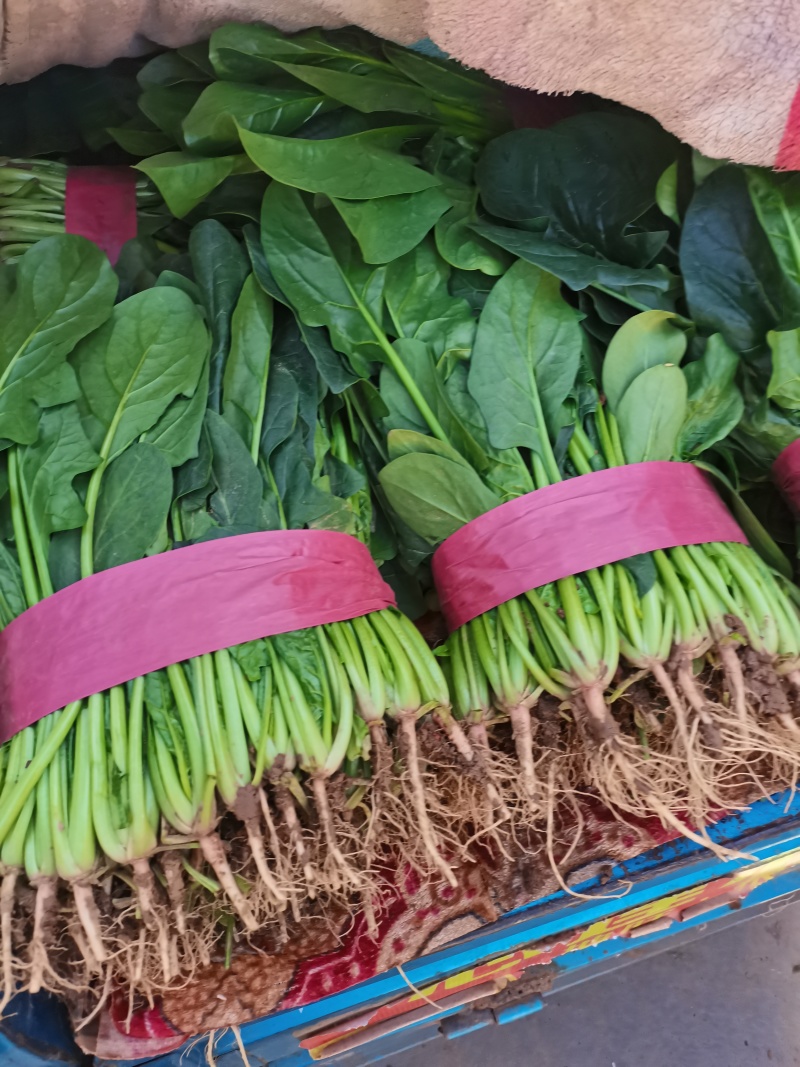 河北菠菜精品大叶菠菜价格实惠量大从优质量保证对接全国商超