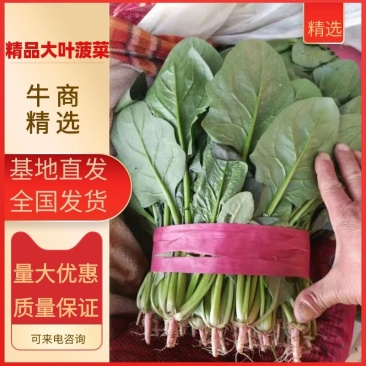 河北菠菜精品大叶菠菜价格实惠量大从优质量保证对接全国商超