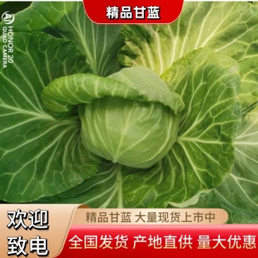 精品中甘甘蓝现大量上市，基地直供，量大可优惠，来电洽谈
