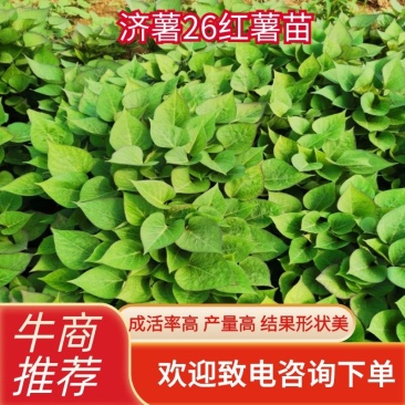 露地栽种脱毒济薯26红薯苗大田苗高剪苗板栗薯