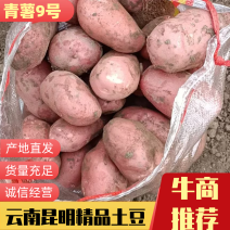 云南土豆昆明青薯9号土豆量大价优可视频欢迎来电咨询