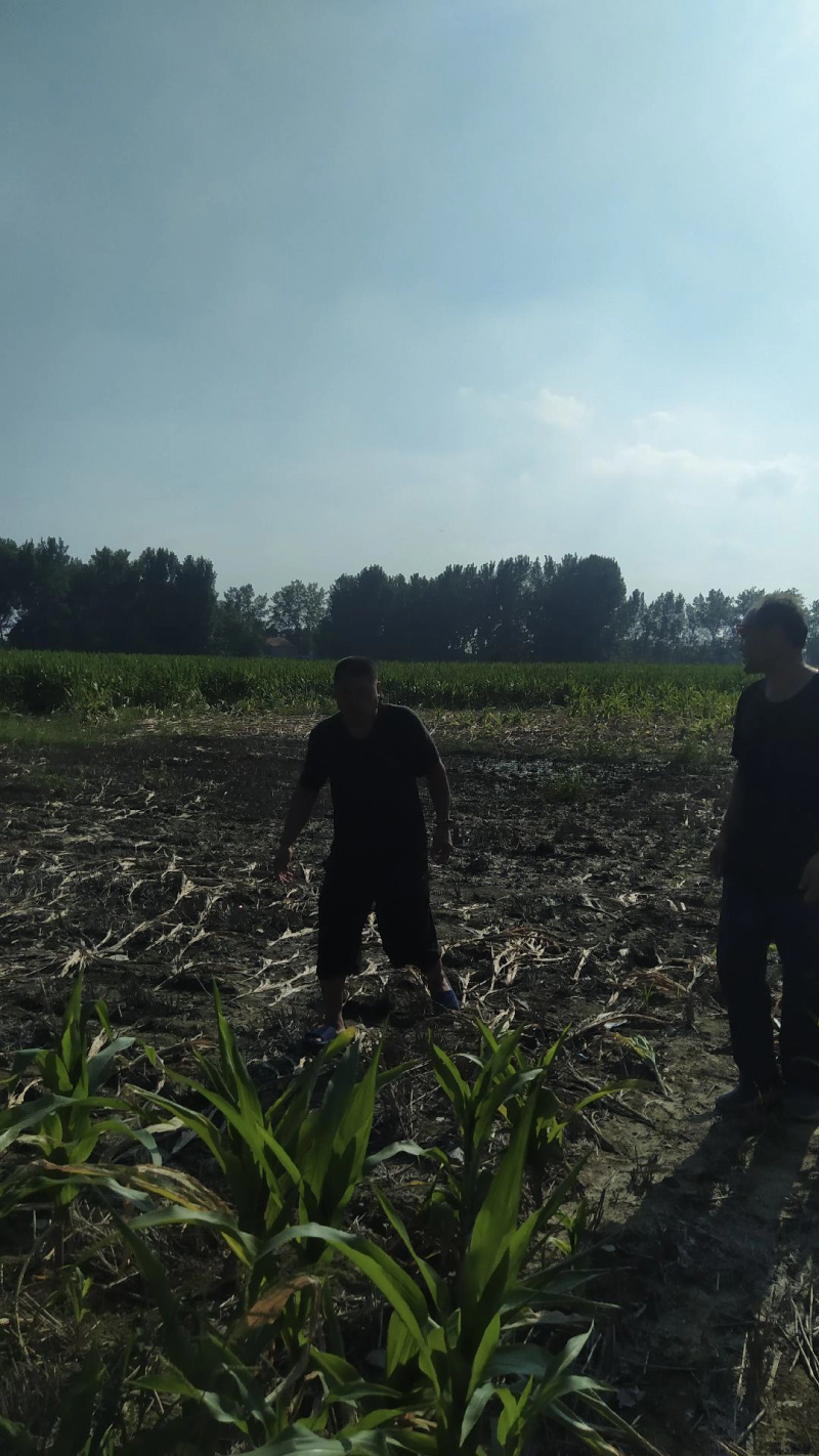精品楸树规格齐全一手货源基地直发视频看货欢迎电话联系