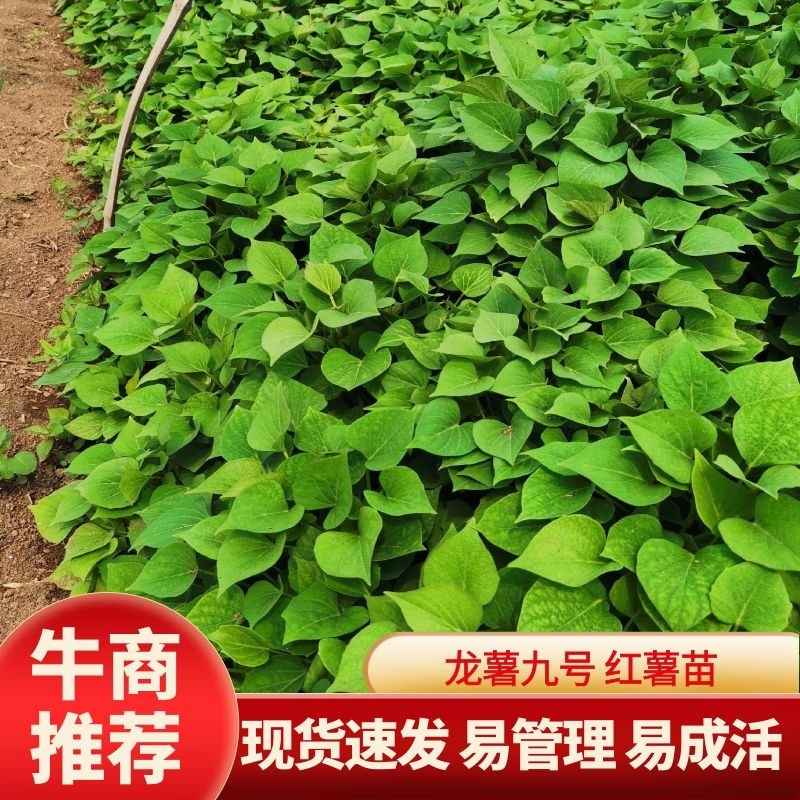 大田扩繁苗龙薯九号高剪苗龙薯9号红薯苗高剪苗