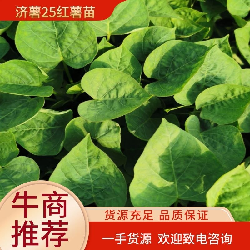 红薯苗，济薯25红薯苗高淀粉粘度高粉质好