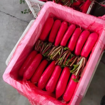 精品红皮萝卜四川基地一手货源品质保证诚信经营欢迎来电