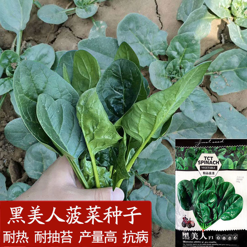 夏季黑美人菠菜种子墨绿色大圆叶菠菜籽耐热性好植株直