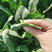 夏季黑美人菠菜种子墨绿色大圆叶菠菜籽耐热性好植株直