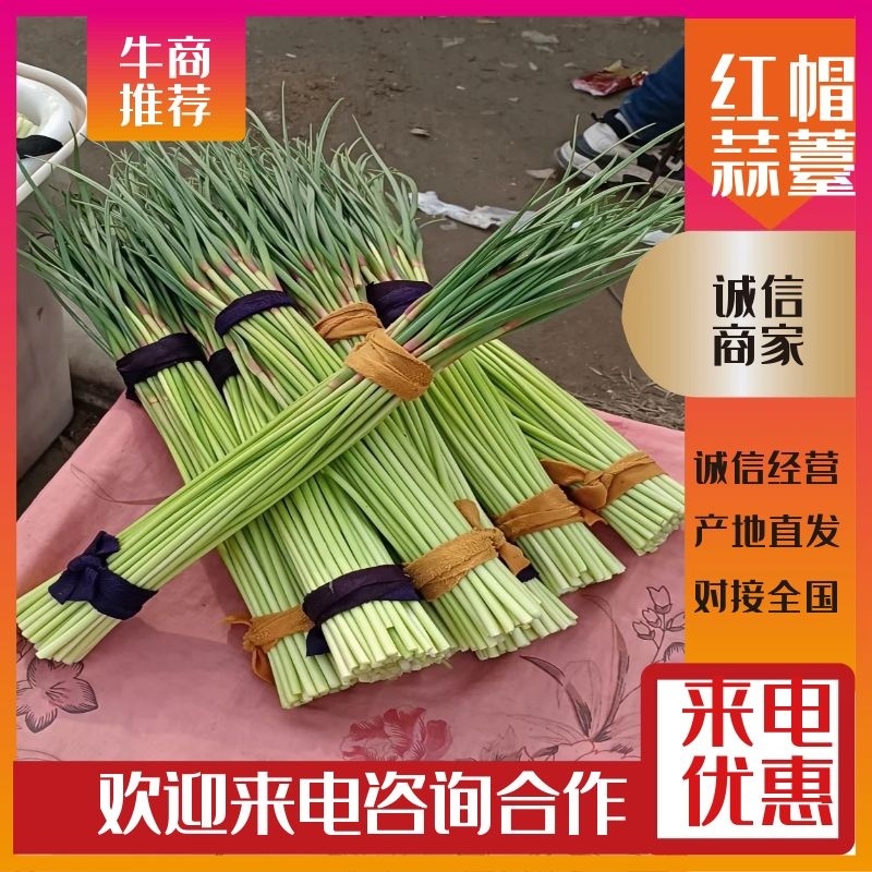 通许县红帽蒜苔大量上市，品质好，价格优，调车一条龙服务。