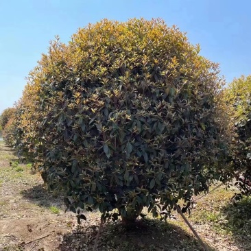 金桂基地，大量批发2米3米桂花树，价格优美