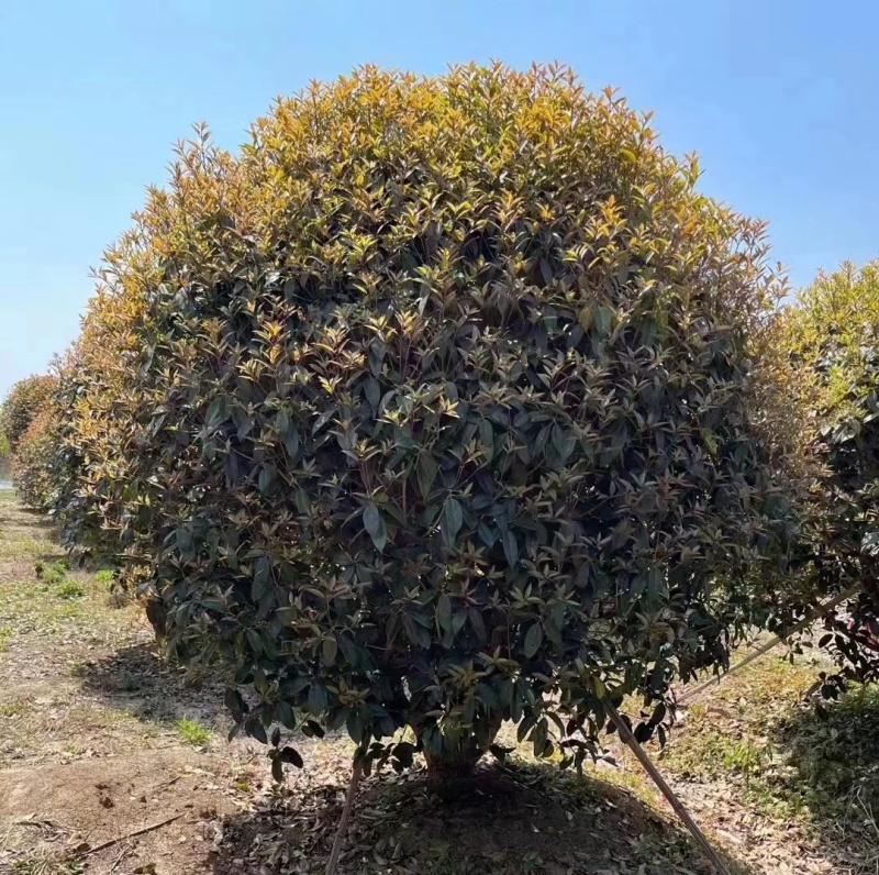 金桂基地，大量批发2米3米桂花树，价格优美