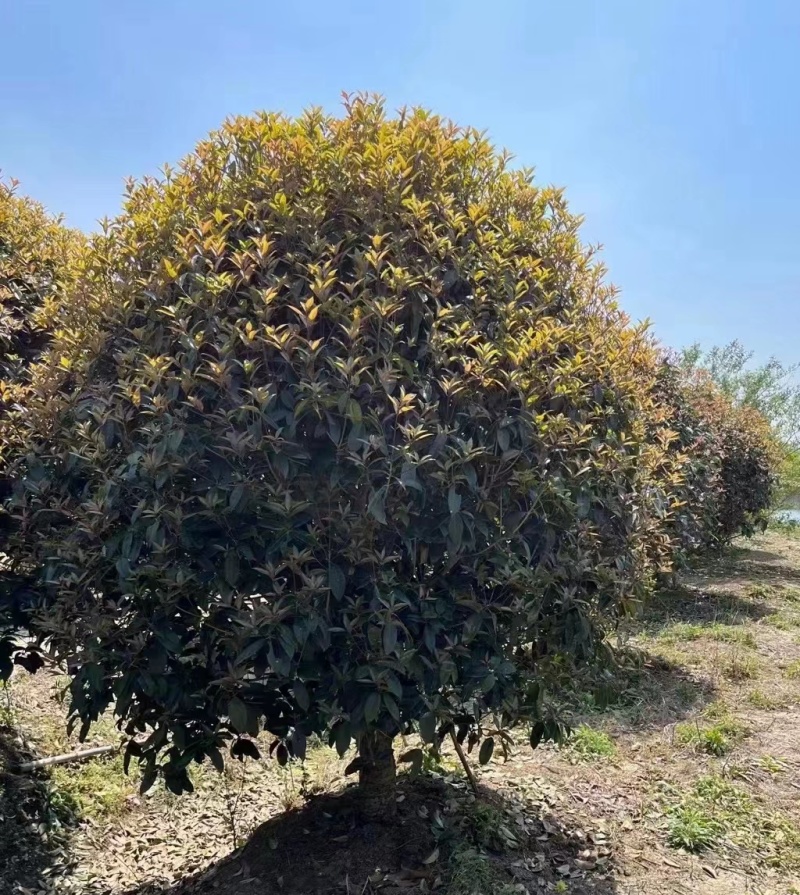 金桂基地，大量批发2米3米桂花树，价格优美