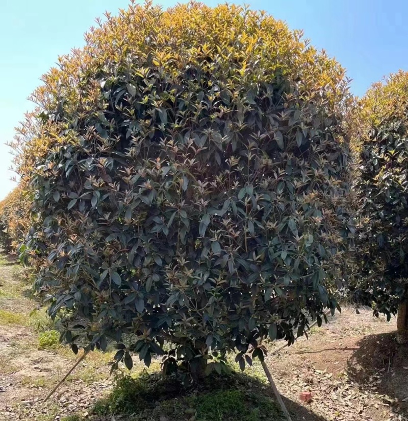 金桂基地，大量批发2米3米桂花树，价格优美