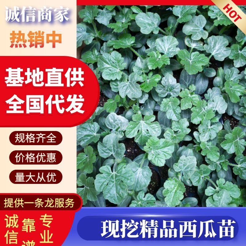 嫁接西瓜苗麒麟西瓜苗品种齐全大量供应产地直销