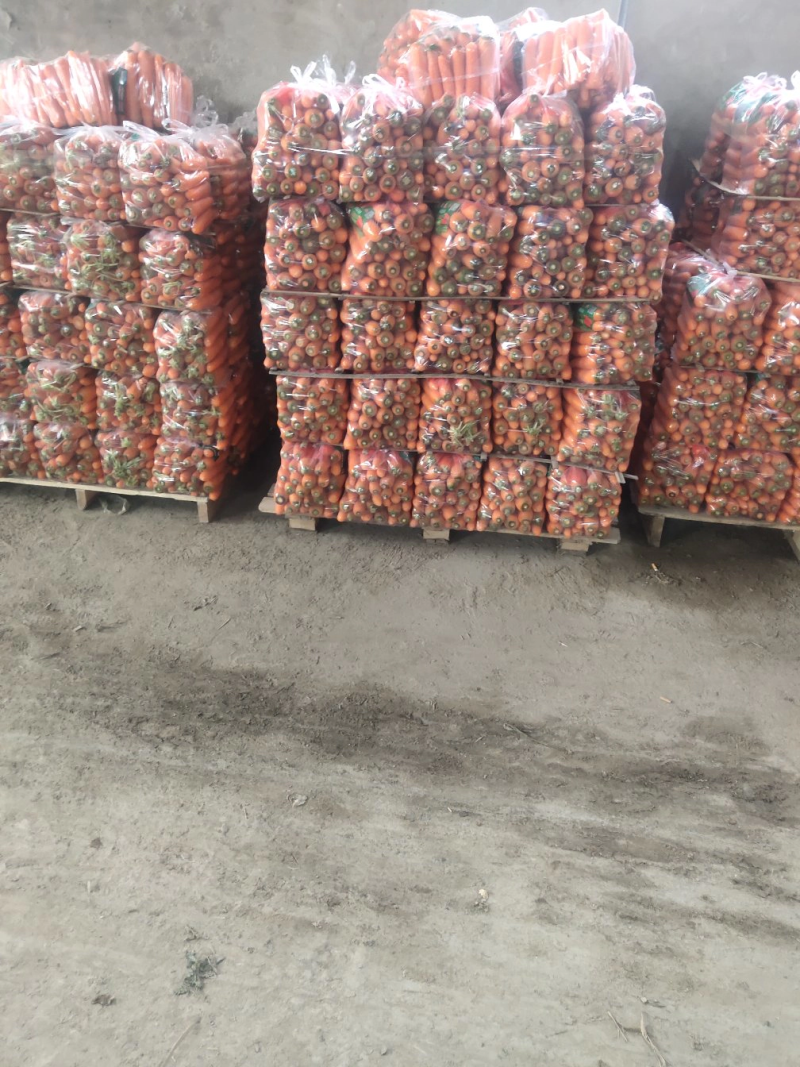 河北三红胡萝卜常年供应市场商超品质保证欢迎来电