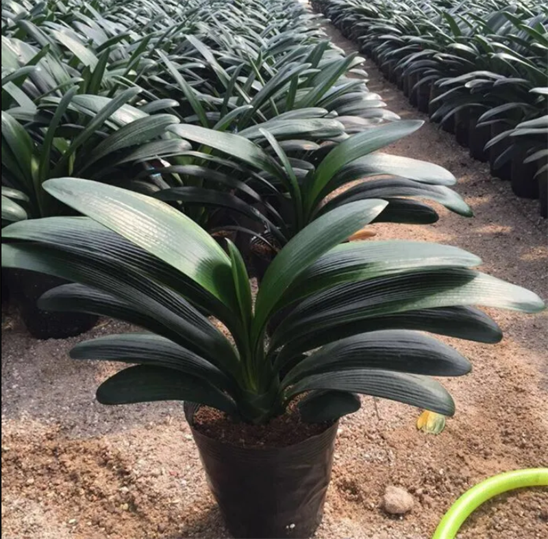 君子兰带花苞盆栽小苗室内花卉植物圆头好养大小苗花卉苗植物