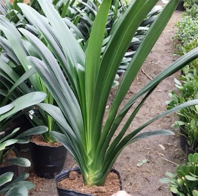 君子兰带花苞盆栽小苗室内花卉植物圆头好养大小苗花卉苗植物