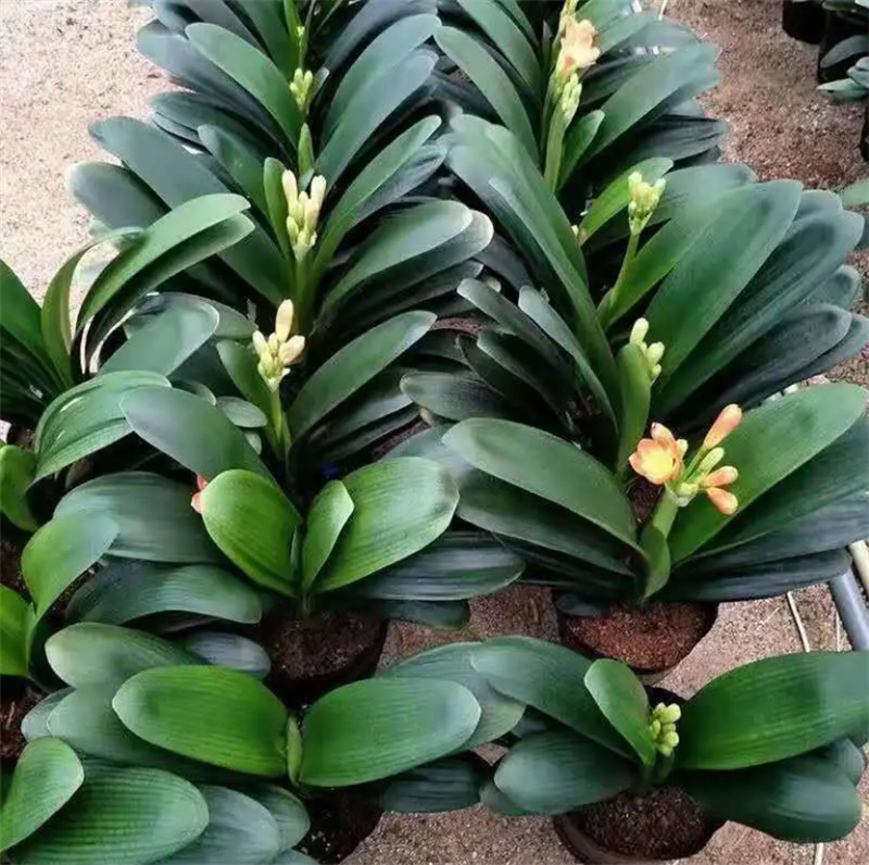 君子兰带花苞盆栽小苗室内花卉植物圆头好养大小苗花卉苗植物