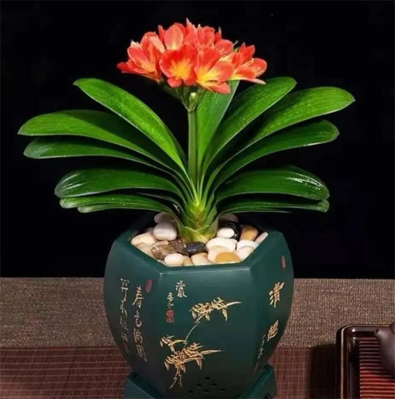 君子兰带花苞盆栽小苗室内花卉植物圆头好养大小苗花卉苗植物