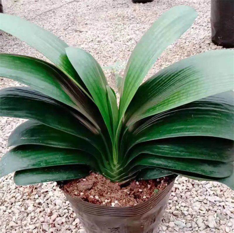 君子兰带花苞盆栽小苗室内花卉植物圆头好养大小苗花卉苗植物
