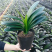 君子兰带花苞盆栽小苗室内花卉植物圆头好养大小苗花卉苗植物