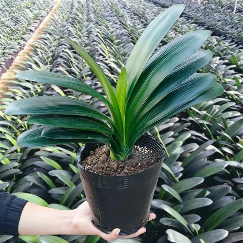 君子兰带花苞盆栽小苗室内花卉植物圆头好养大小苗花卉苗植物
