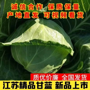 盐城东台甘蓝产地直销质优价廉大量供应量大从优欢迎各地客户订货