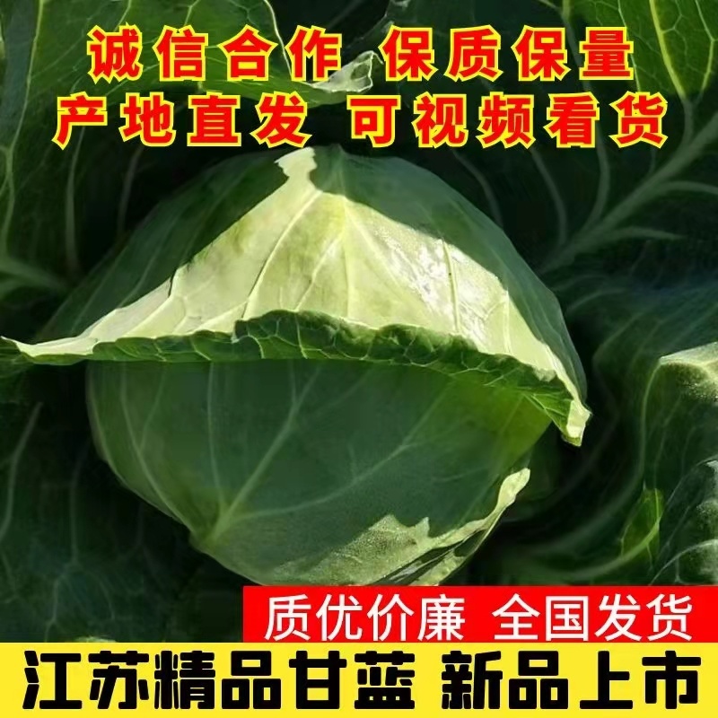 盐城东台甘蓝产地直销质优价廉大量供应量大从优欢迎各地客户订货