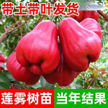 黑糖芭比莲雾苗大叶红连需苗黑金刚莲雾苗祼根杯苗打泥球都有
