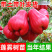 黑糖芭比莲雾苗大叶红连需苗黑金刚莲雾苗祼根杯苗打泥球都有