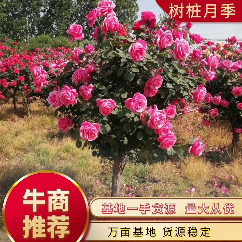 精品树桩月季基地直供欢迎大家实地考察自由苗圃