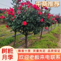 精品月季花基地直供欢迎大家实地考察自由苗圃