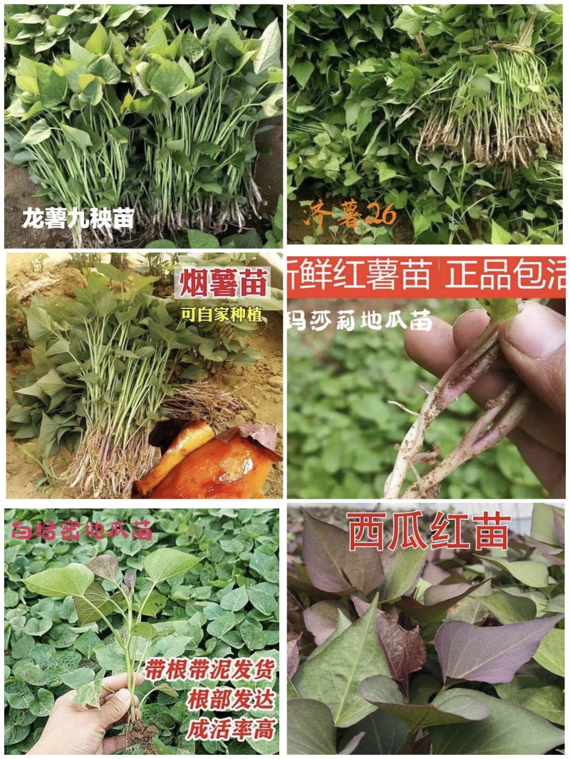 夏津县西瓜红地瓜苗，产地直发，高产包纯正价格实惠成活率高