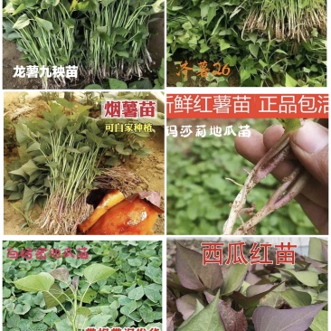 龙薯九秧苗龙薯苗一手货源产地直供欢技术指导