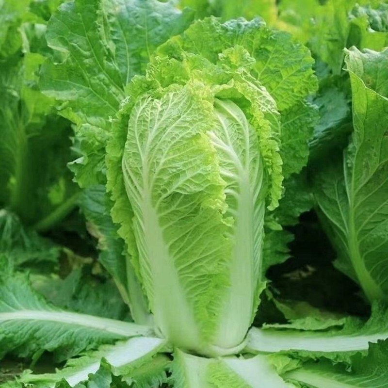 精品黄心白菜，产地直销，货源充足，保质保量，随行就市