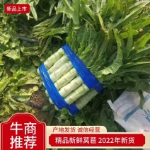 香笋上市中，有意收购客商请联系，莴苣上市