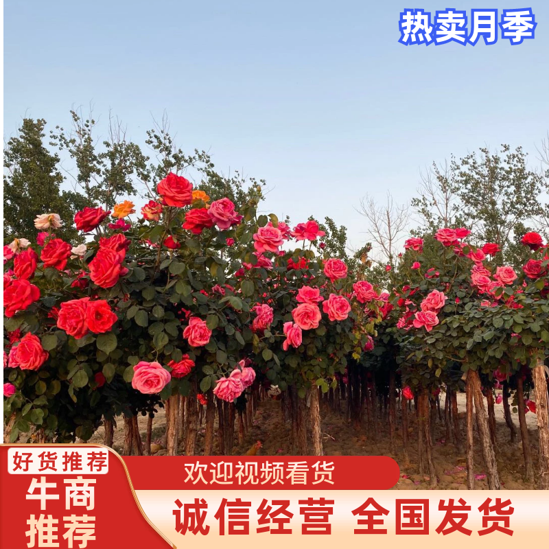 藤本月季树桩月季棒棒糖月季自家苗圃基地一手货源批发